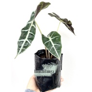 Alocasia Amazonica Polly | Real Plant | Pokok Hidup | Keladi Tajam