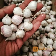 【GW】Bawang Lanang 1kg Harga Borong Bawang Putih Tunggal