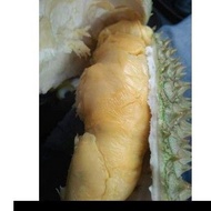 POKOK DURIAN D2 DATO NINA Durian Legend