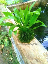 Amazon sword plus moss tanaman air aquarium