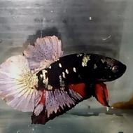 Cupang / Betta Avatar Gold (usia 2,5 Bulan)