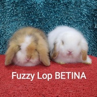 Anakan Kelinci Fuzzy Lop 2 Bulan Lebih #Gratisongkir