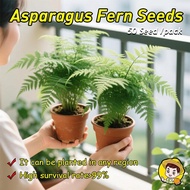 Fresh 35Seeds Asparagus Fern Tree Plant Seeds for Planting & Gardening Potted Asparagus Fern Live Pl
