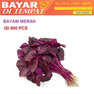 BAYAM MERAH 600 PCS bibit / benih / Biji BAYAM RED / BAYAM CABUT mudah tumbuh / bayam - Seeds Sayur 