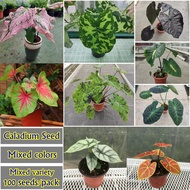 Top Seller Rare Caladium Seeds/alocasia Seeds for Sale ( Mixed Varieties 100PCS) Flower Seeds Gardening Seeds for Plant