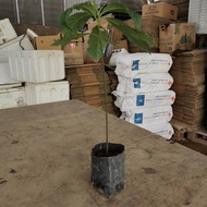 Anak Pokok Avocado - Ready Stocks ( Avocado plant)