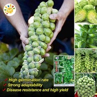 20Pcs Original Mini Brassica Oleracea Seeds High Yield Brussel Sprout Seeds for Planting Vegetables 