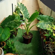 Alocasia Odora/Macrorrhiza Variegata Plant ☆ Special Price  ☆