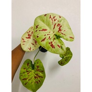 Keladi Thai Hybrid / Yellow Lemonade Size XXL / Imported Thai Caladium