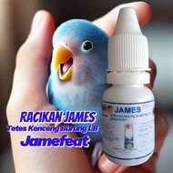 Tetes Kenceng Lovebird James. Penggacor Alami Burung Lovebird Jamefeat.