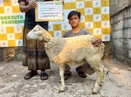 Domba Garut Super Qurbaniaga Untuk Qurban Aqiqah Pejantan #Gratisongkir