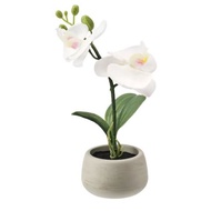 🌷 IKEA FEJKA Artificial Flowers (Bunga Tiruan) - ORCHID WHITE 7 CM