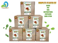 SILI LABUYO GROWING KIT - READY TO USE/COMPLETE PACKAGE/POT/SOIL/SEEDS/FERTILIZER/MANUAL/LABEL STICK
