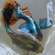 Ready Stock Pomo Ikan Guppy 3 Pasang Platinum Mozaik Dumbo Ear