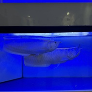 Arwana Silver Brazil Albino 45 - 50 cm