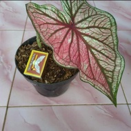 Pohon Caladium Ceria - Tanaman Caladium Ceria