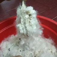 Combo 1.5 kilos of natural cotton balls (seed removed)