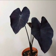 READY tanaman hias caladium black magic - caladium hitam cantik