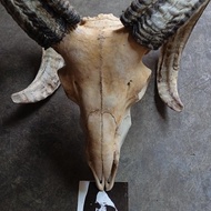 Tengkorak Kepala Kambing/Domba Asli Besar