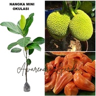 Bibit Buah Nangka Mini Merah Okulasi sambung Atau Nangka Madu merah bibit Nangka Mini bibit nangka m