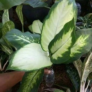 Tanaman hias Blanceng susu / Pohon hidup blanceng susu
