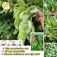 15Pcs/bag Green Eyebrow Beans Seeds Heirloom Hyacinth Bataw Bitsuwelas Bean Vegetable Seeds Organic 