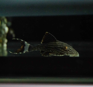 Pleco  ภาพวาด