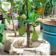 Bibit Tanaman Buah Nangka Mini-Bibit Pohon Nangka Mini-Bibit Nangka
