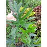 Available Live plants for sale (Selloum/Sahod Yaman)