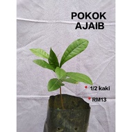 Anak Pokok Buah Ajaib