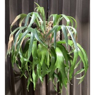 Platycerium Maserati (Taiwan Plant) refer size heathly 2 JUly 25 (2)