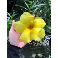MDC- Alamanda Kuning Bunga Besar / Allamanda Plant Big Flower Yellow Flower Anak Pokok Tanaman Benih Garden Seed Seeds