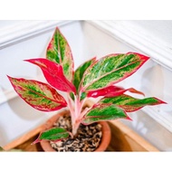 Tanaman hias aglonema lipstik aglaonema lipstick bibit taneman aglo