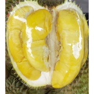 ANAK POKOK DURIAN D99/KANCING BAJU/KOP KECIL/KRADUMTHONG HYBRID