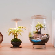 【全光譜 植物燈】不含植物 擬太陽光 圓檯植物燈一般款 | 蒔光