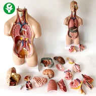 Human Body Model Anatomy Heart Model Brain Human Body Structure Model Medical Organ Torso Teaching I
