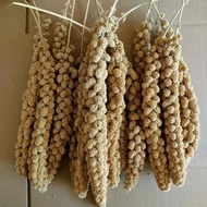New Grain Spike Huang Grain Spike Parrot Weaning Snacks Grain Spike Millet Spike Hamster Grain Spike