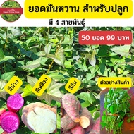 กิ่งพันธุ์ มันเทศ มันหวานญี่ปุ่น 4สายพันธุ์ 50กิ่ง99บาท