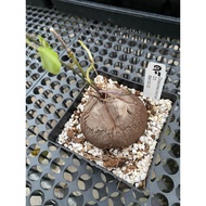 Augustfame - Dioscorea elephantipes D3 龟甲龙 Cactus Succulent