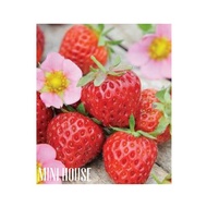 BIJI BENIH BIBIT STRAWBERRY IMPORT