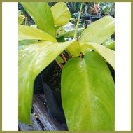 ℗ ▫ ☸ PHILODENDRON ORLANDO (Lemon Lime)Philodendron hederaceum Lemon
