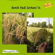 READY Benih Padi Sertani 14 Bibit padi unggul (5kg) Murah