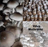 Volva mushroom spawn 1kg for only  (120.00) kabuteng saging
