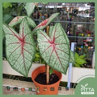 Caladium Red Plant Leafy Indoor Outdoor Plant | LIVE PLANT (PTP0343)