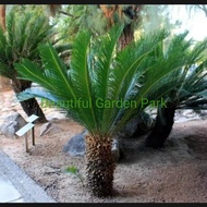 TANAMAN HIAS PALEM SIKAS PALM / POHON PALM SIKAS
