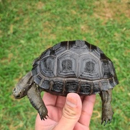 Aldabra baby 12-13cm MURMER