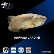 IKAN HIAS IKAN JARDINI ARWANA BATIK AROWANA IRIAN BIG SIZE