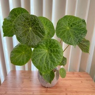 富壽秋海棠 Begonia phuthoensis