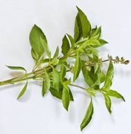 Hoary Basil Seed ( Ocimum × citriodorum)organic*limited