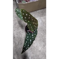 Begonia Angel Wing RARE